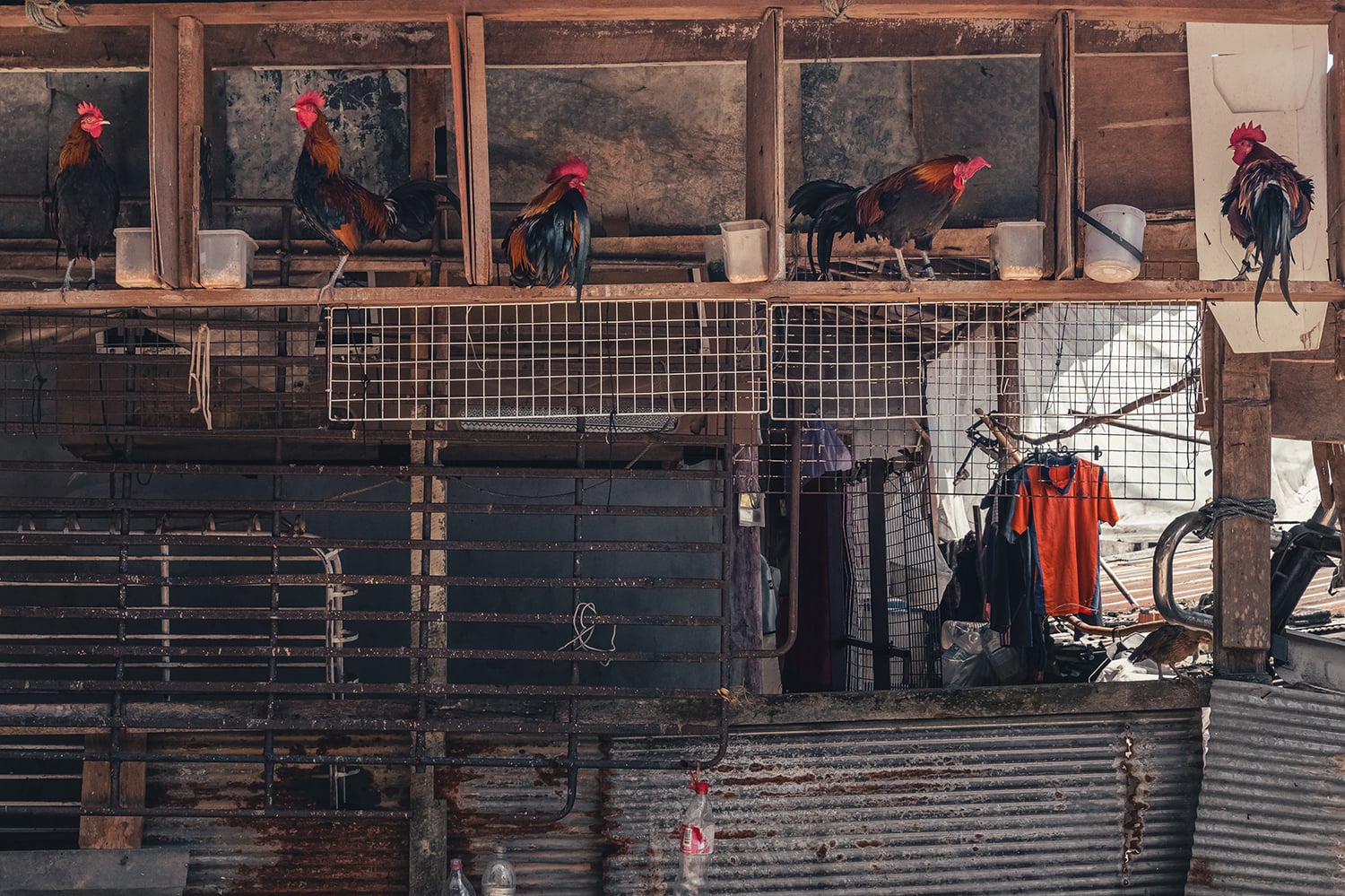 five-roosters