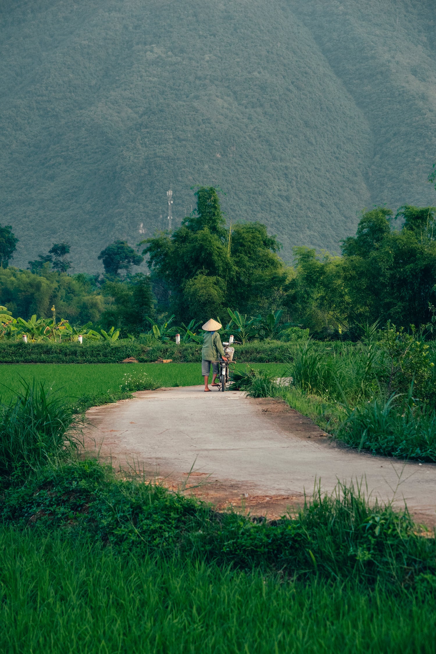 rice fields