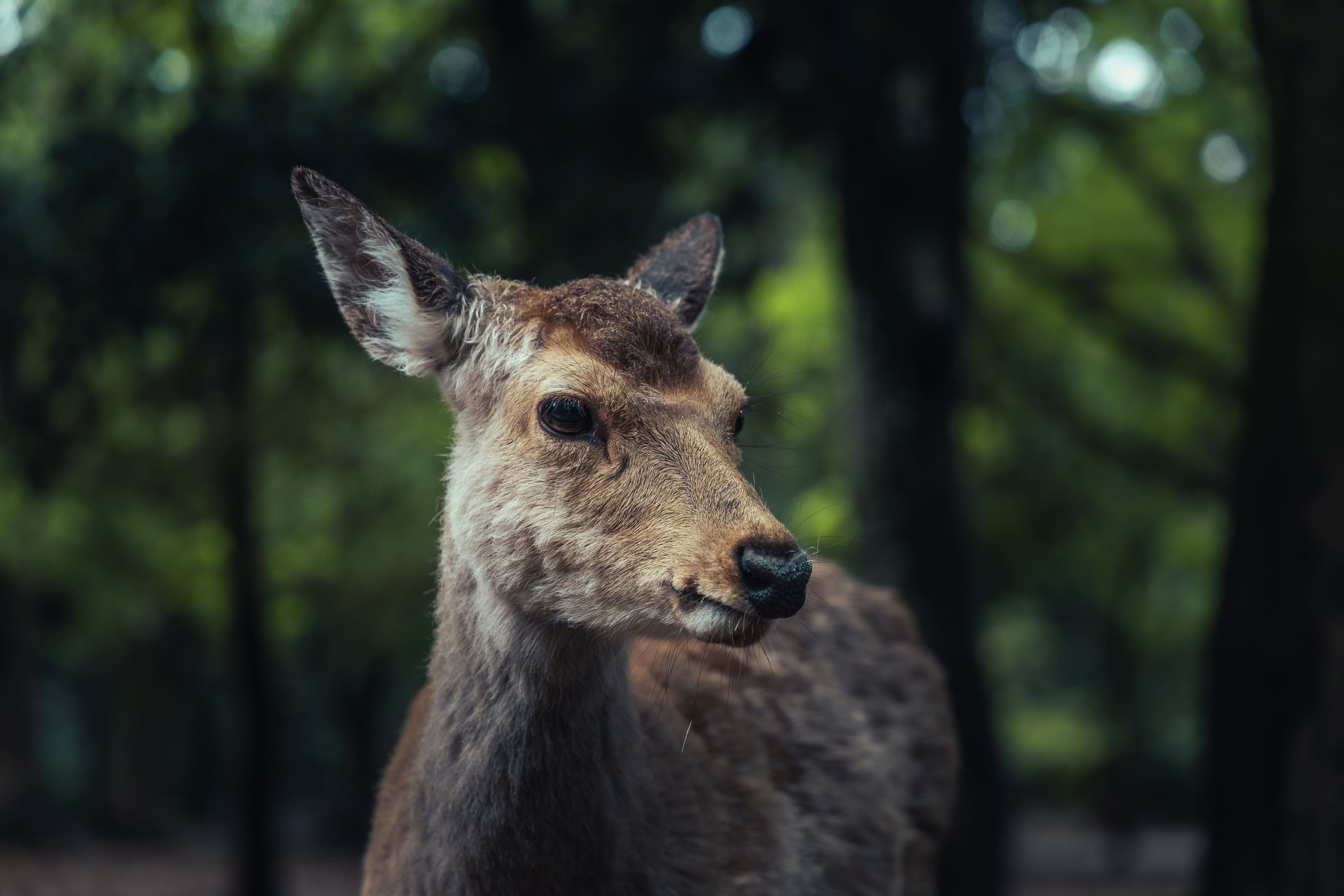 Gentle Gaze