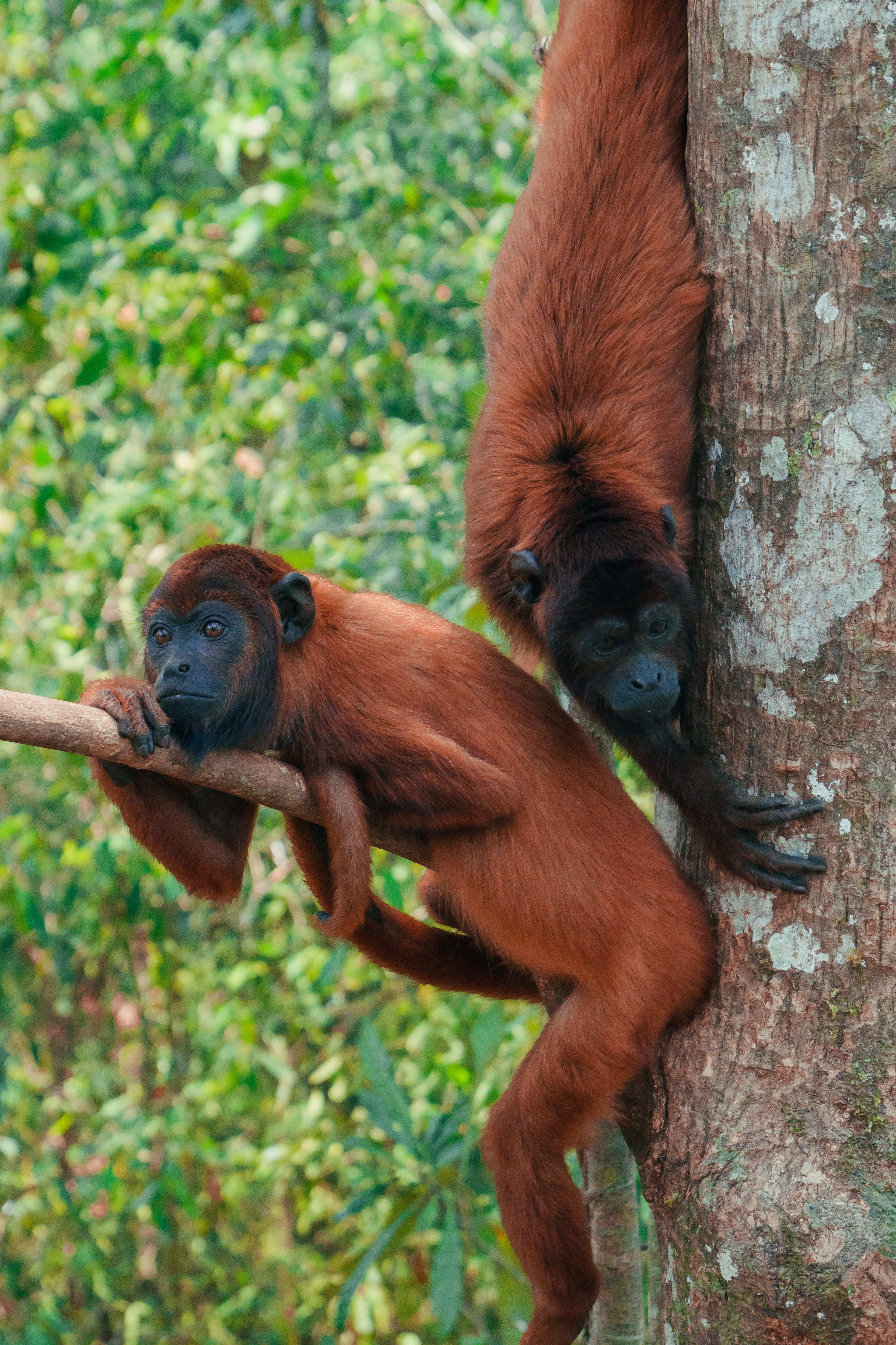 "Red Howlers in the Canopy: Rurrenabaque, Bolivia