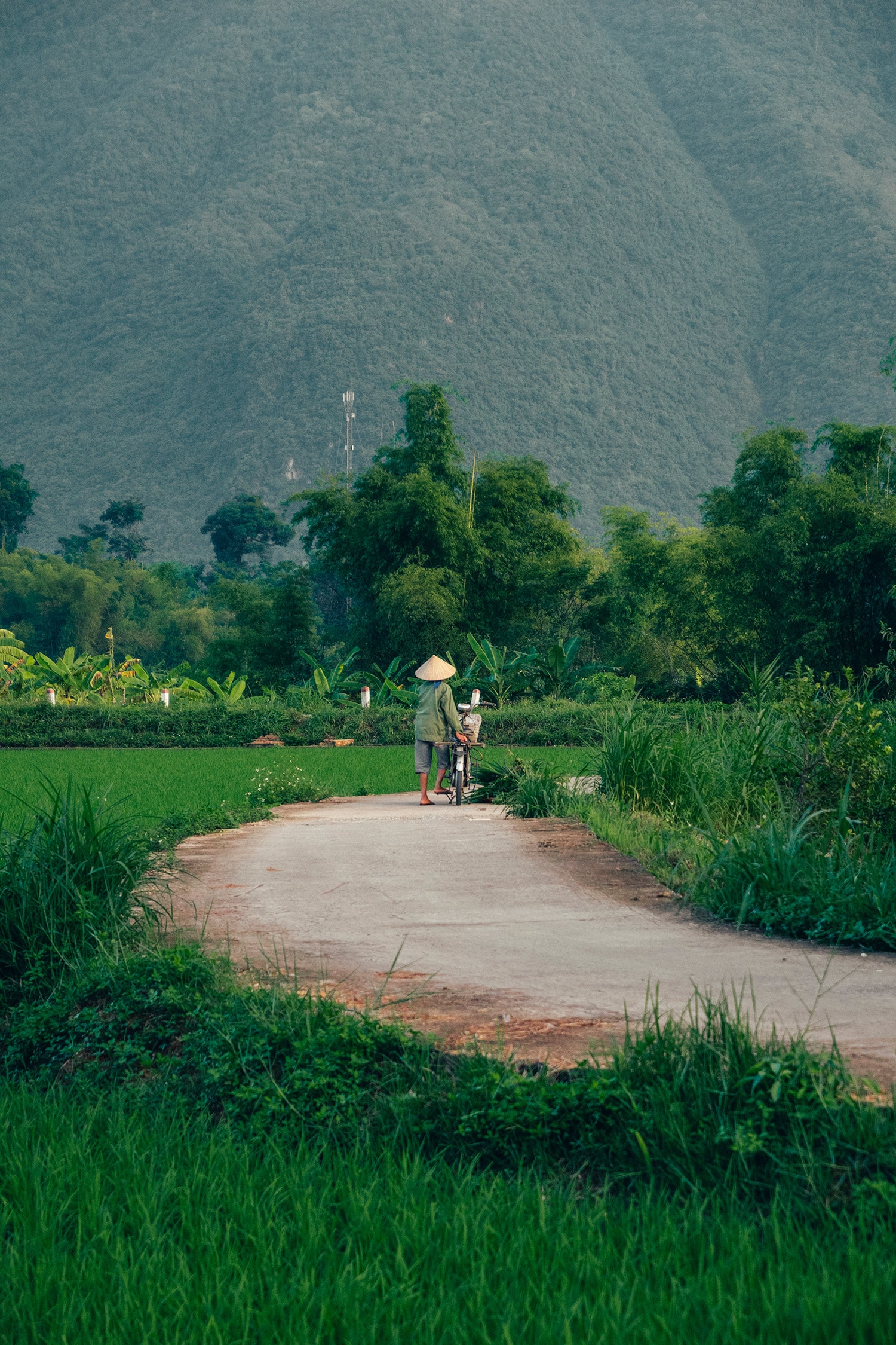 rice fields