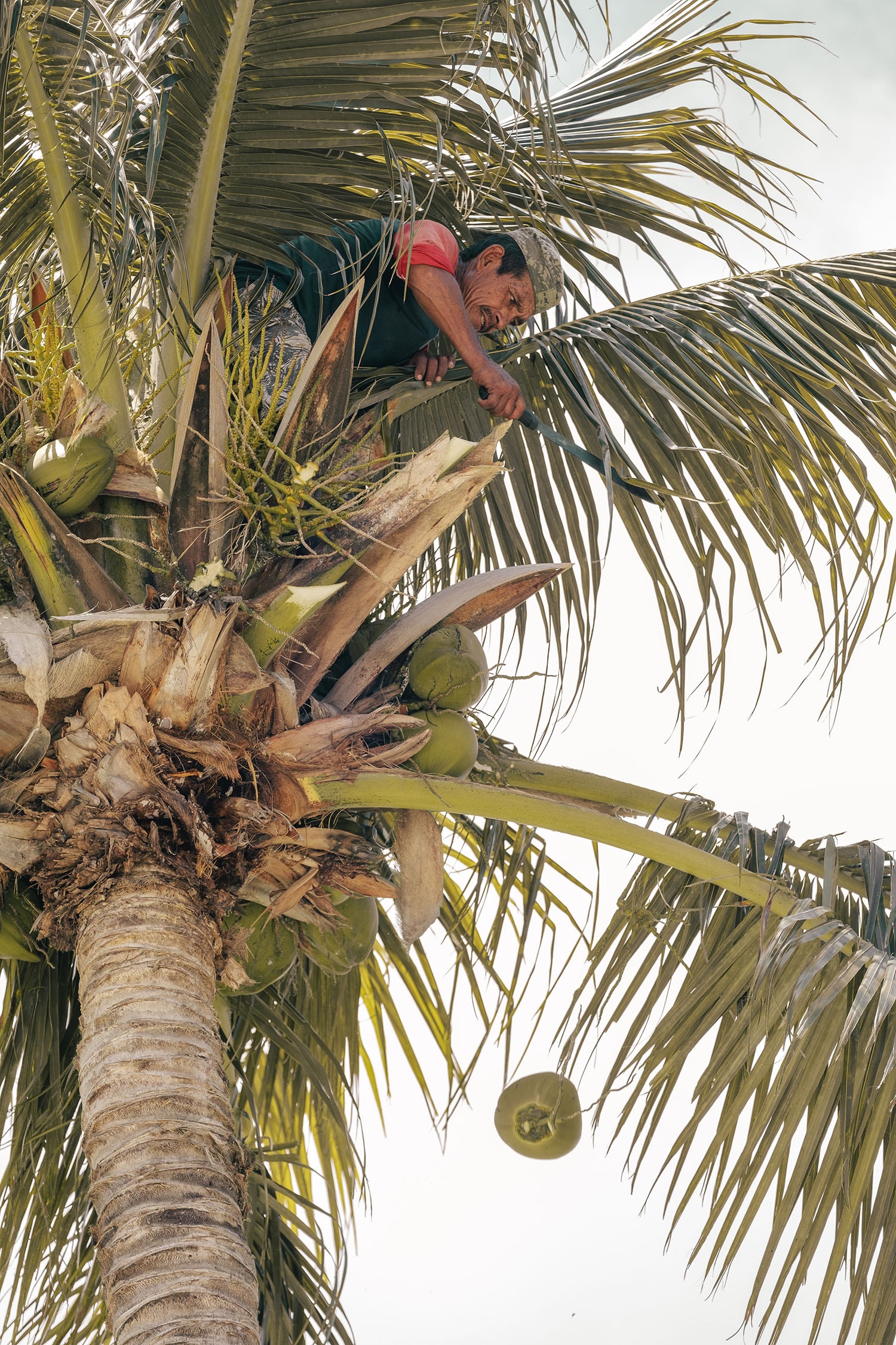 cocunut